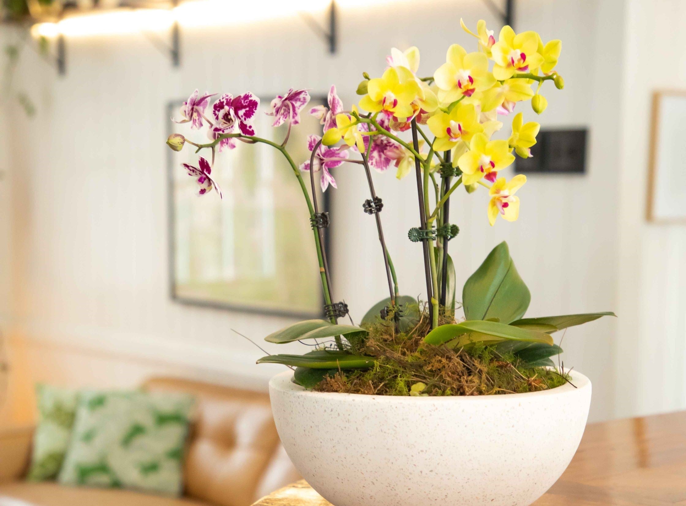 Coloured Phalaenopsis orchid stems in wide Terrazzo style pots