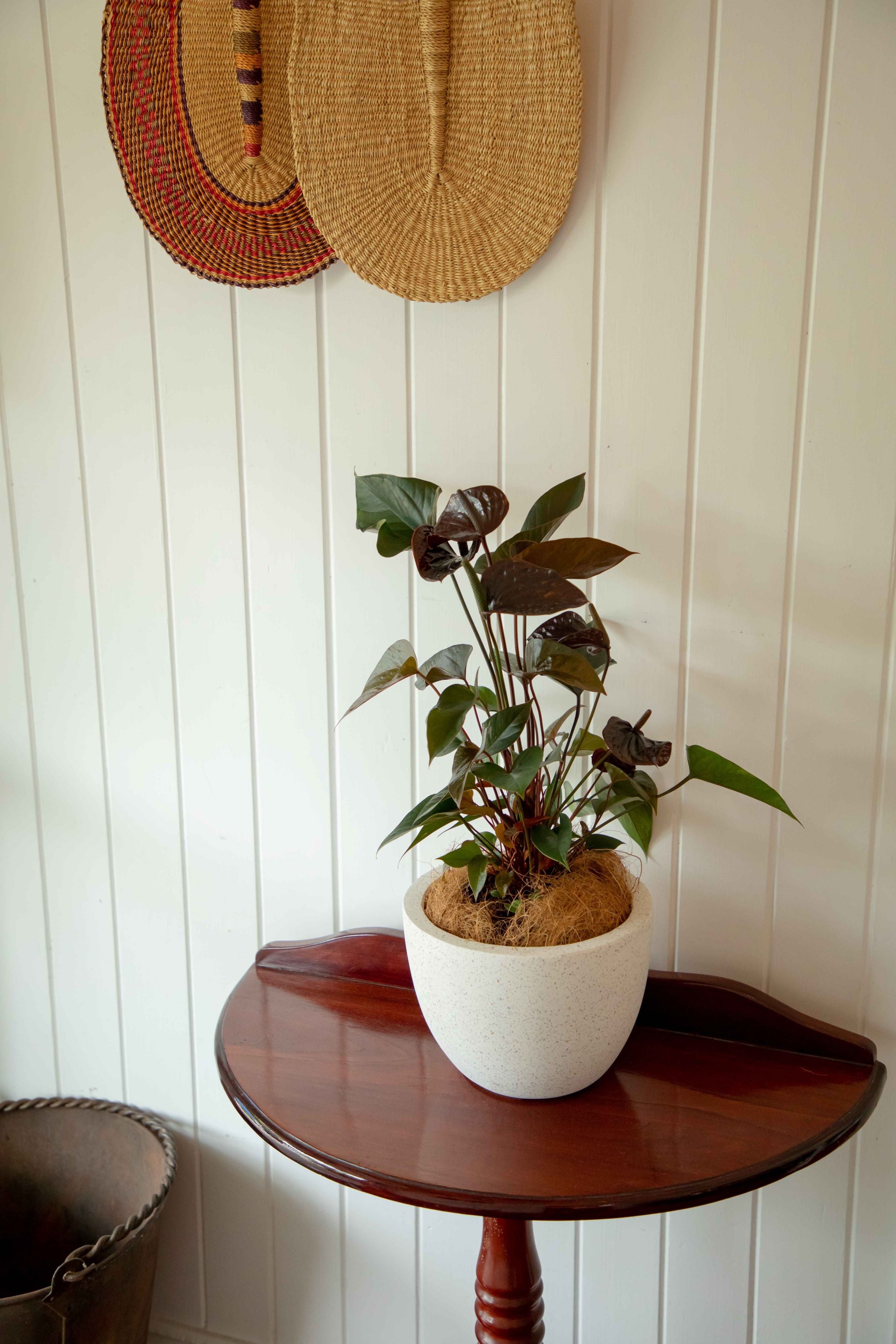 White Terrazzo pot with Anthurium Plant red flowers on timber entry table