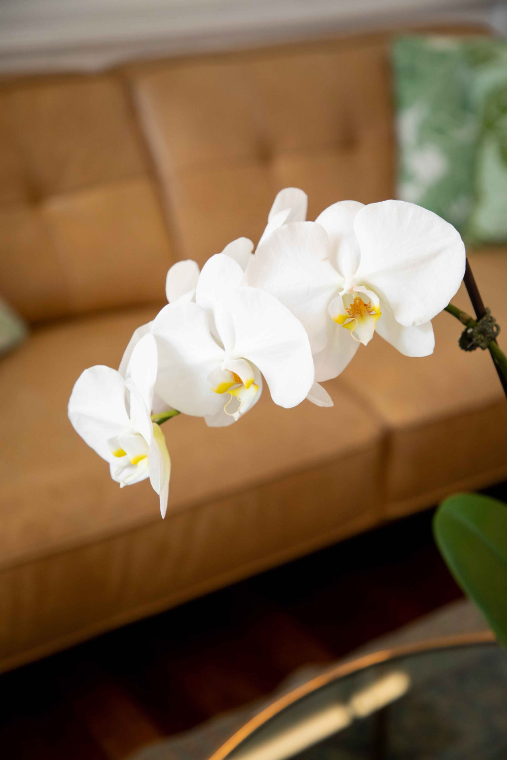 Up close view of White Phalaenopsis Orchid stem