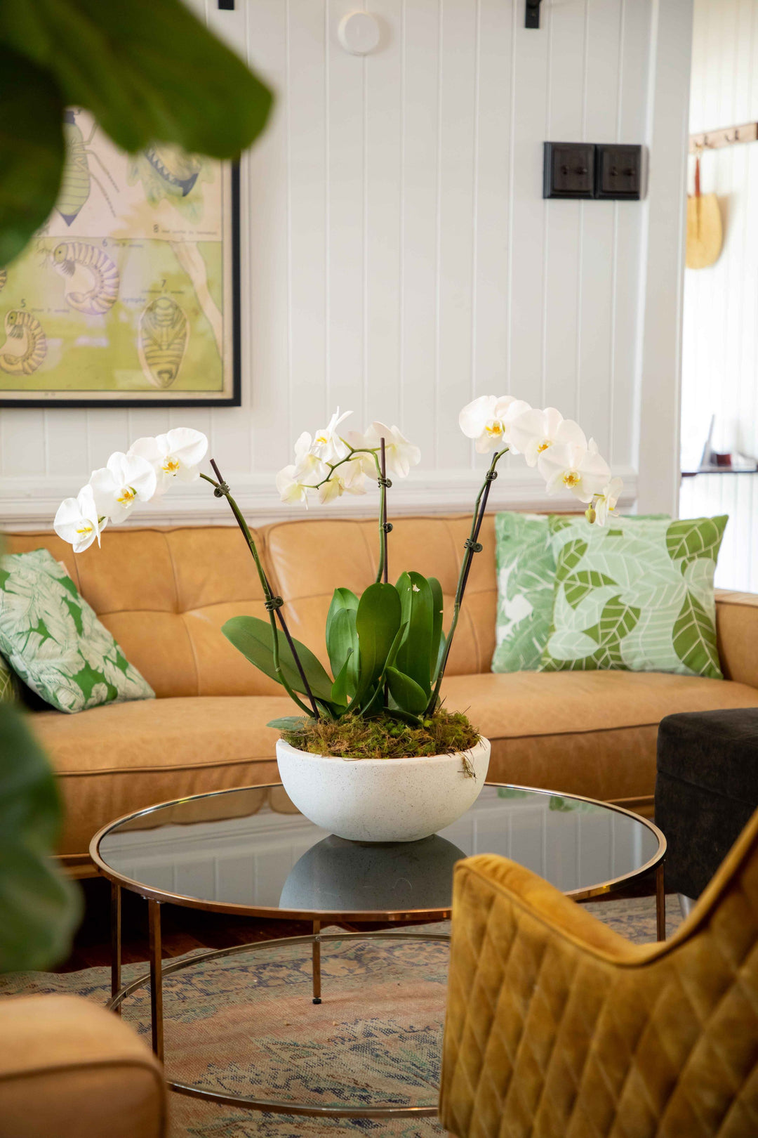 White Phalaenopsis Orchid stems placed in wide Terrazzo style pot placed on glass coffee table