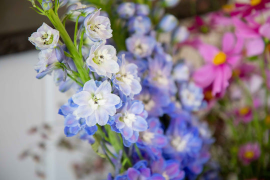 Up close view of blue delphinium with pink cosmo in back ground