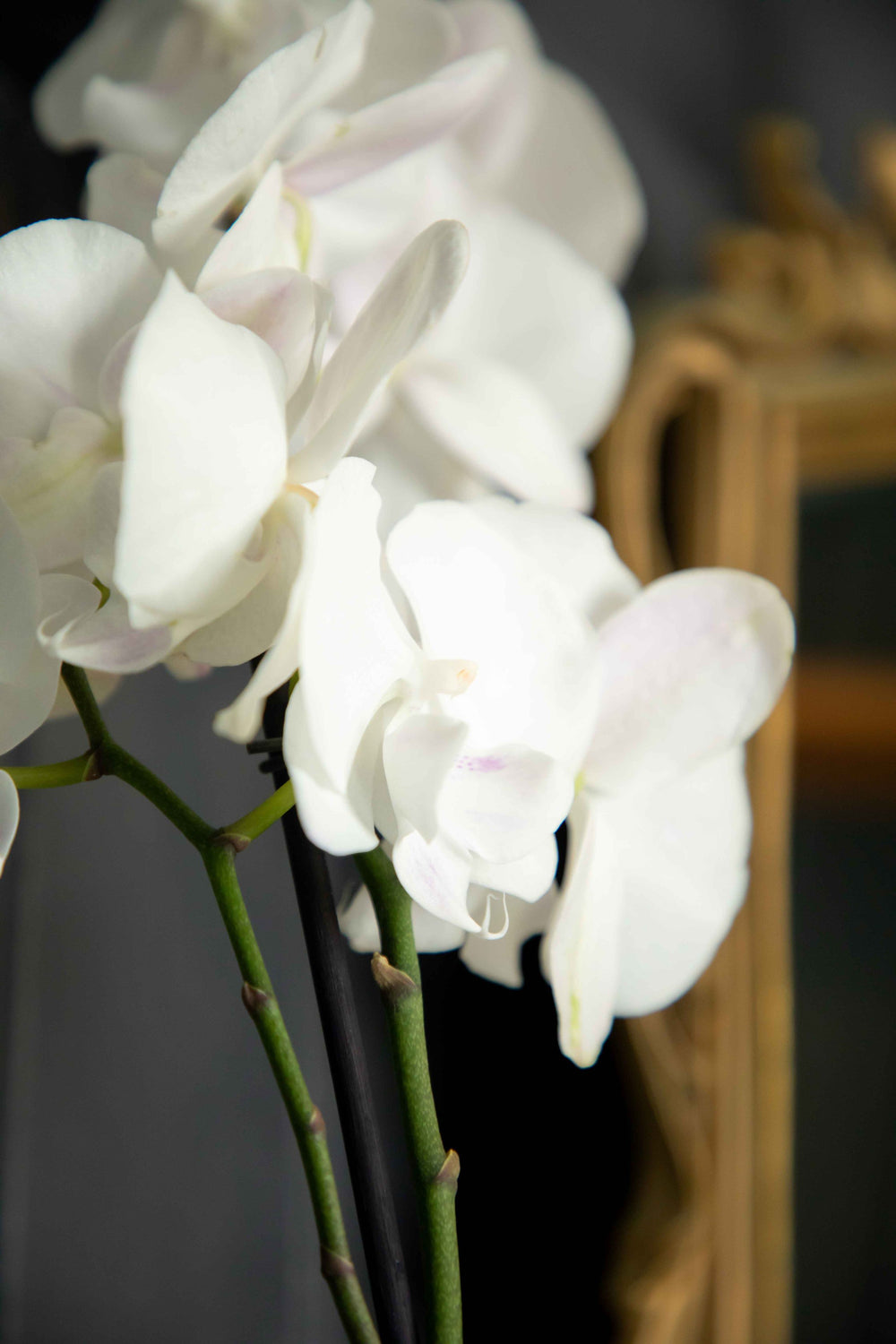 Up Close view of White Phalaenopsis Orchid