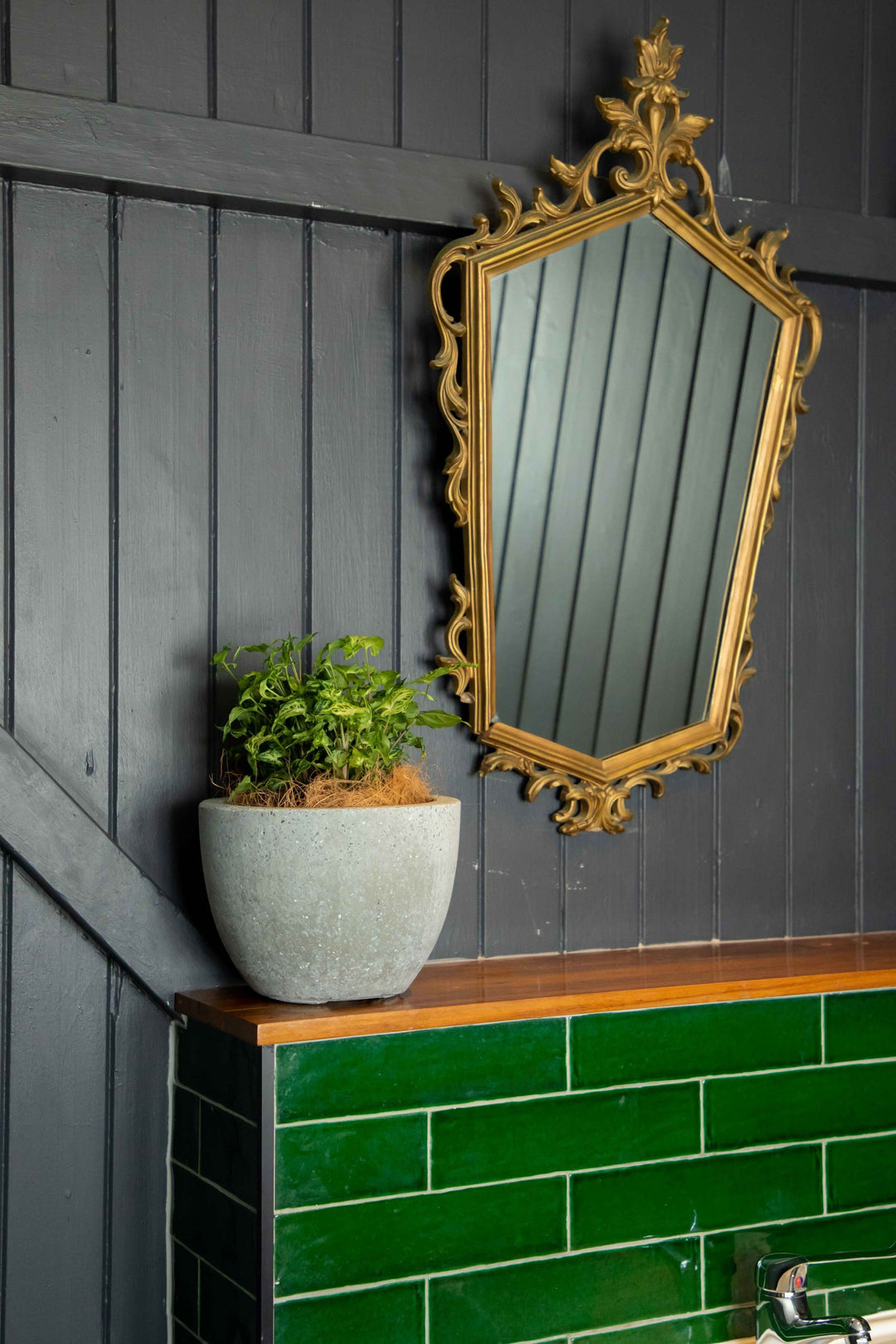 Syngonium Batik indoor plant placed in Grey Terrazzo style pot sitting on timber bench over electric green subway tiles