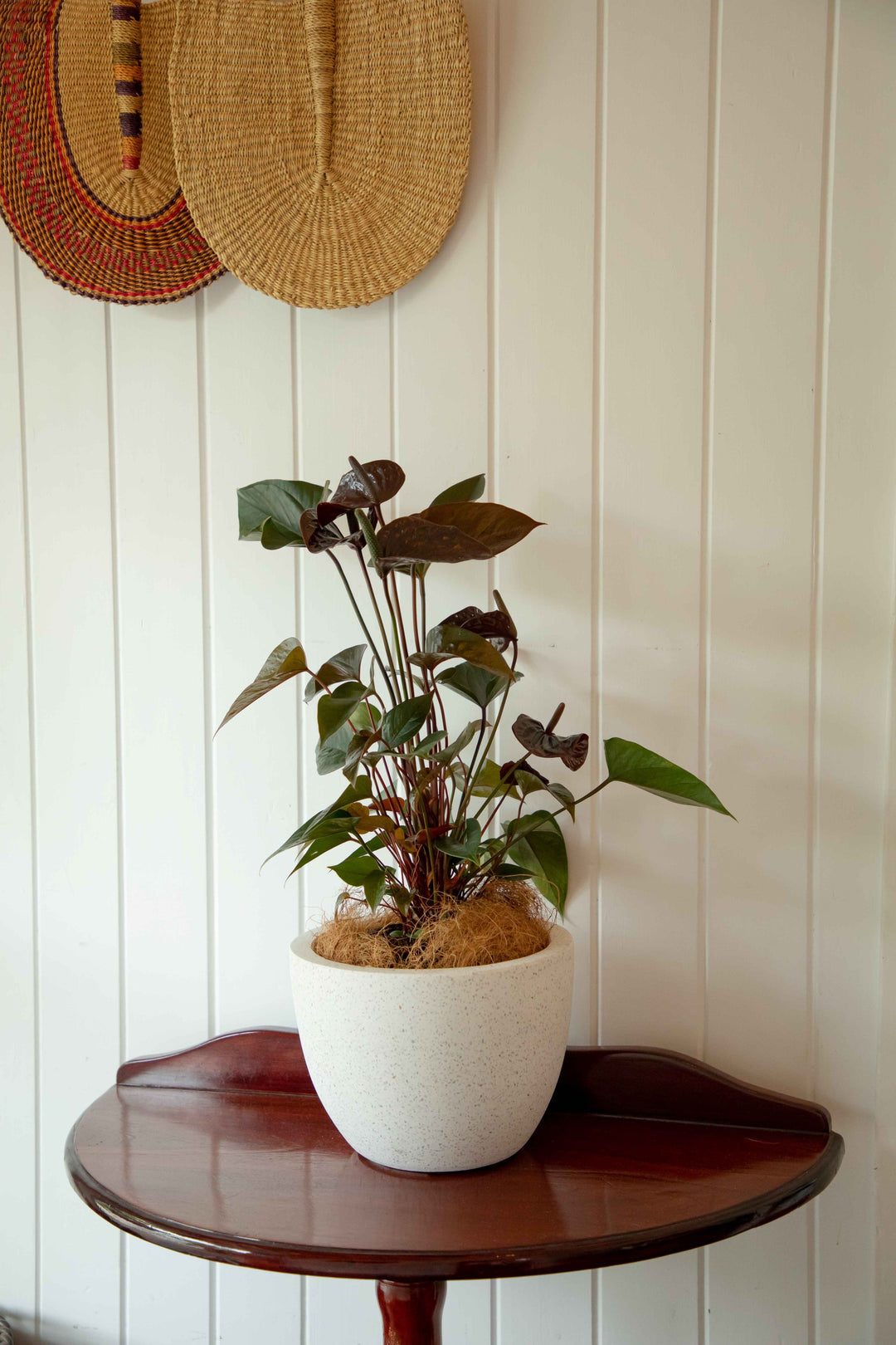 Anthurium Dark Queen indoor plant placed in white Terrazzo style pot sitting on antique table against white JV wall