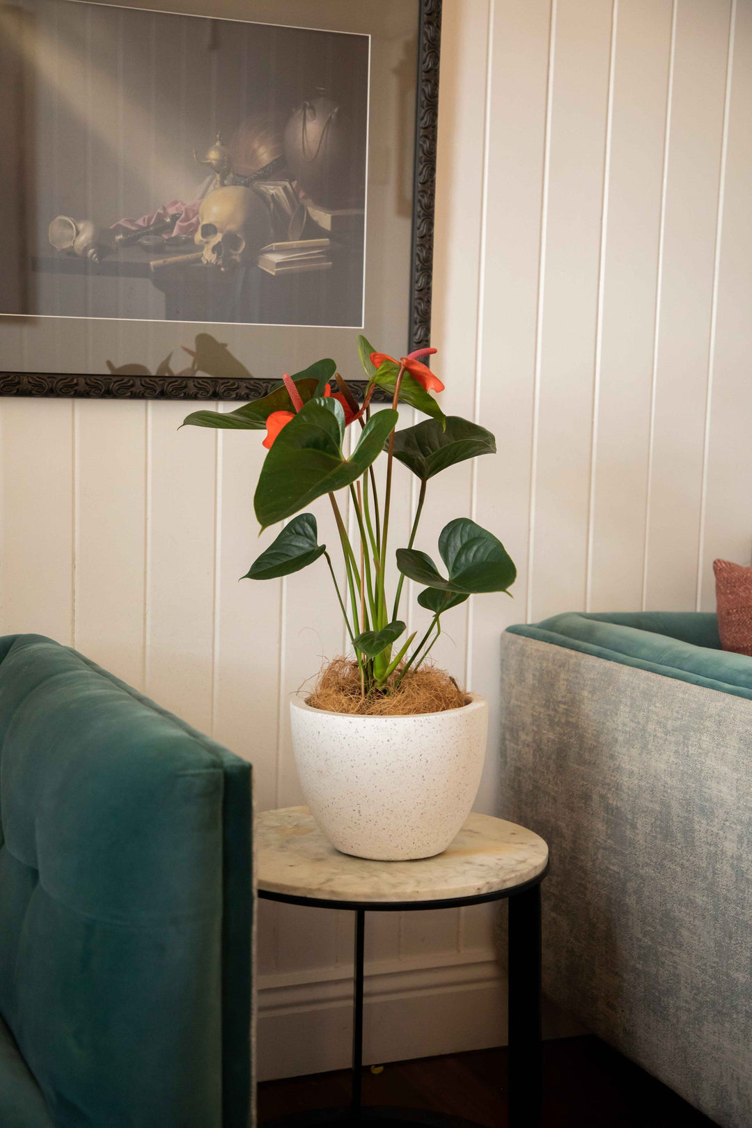 Anthurium Flamingo indoor plant placed in white Terrazzo style pot sitting on marble table beside blue velvet couches